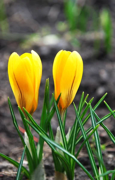 Delicados Azafranes Amarillos Deleitan Principios Primavera —  Fotos de Stock