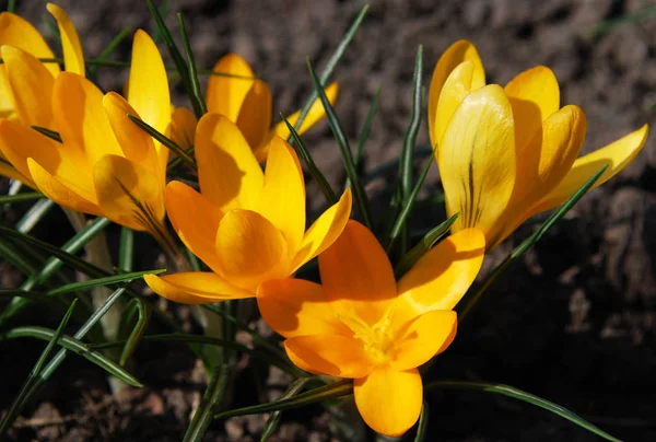 Delicados Azafranes Amarillos Deleitan Principios Primavera —  Fotos de Stock