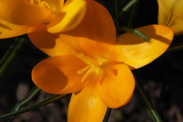 Crocus Jaunes Délicats Délectent Début Printemps — Photo