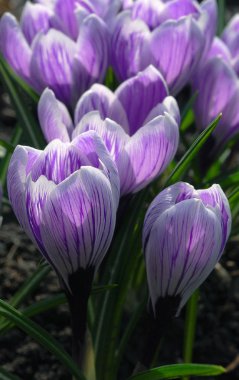 Narin leylak timsahları ilk bahar çiçekleri