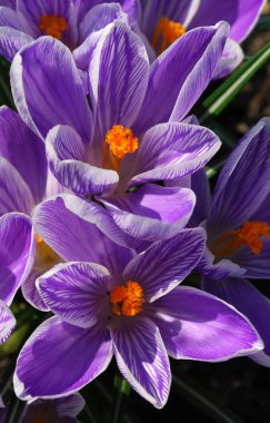 Narin leylak timsahları ilk bahar çiçekleri