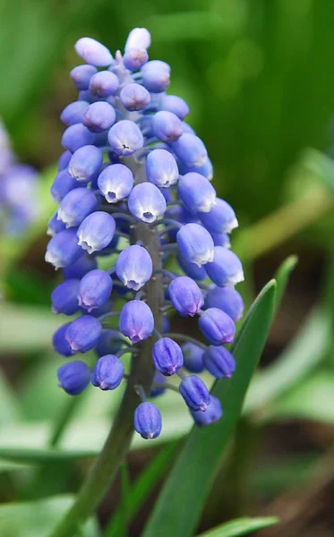 Ilık Bir Bahar Gününde Açan Muscari Nin Parlak Mavi Kızıl — Stok fotoğraf