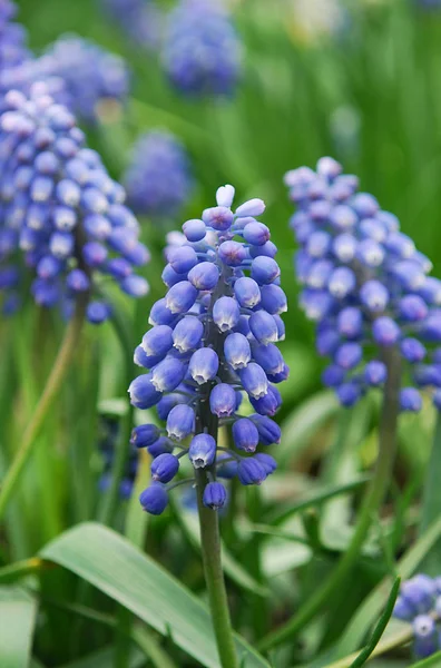 Ilık Bir Bahar Gününde Açan Muscari Nin Parlak Mavi Kızıl — Stok fotoğraf