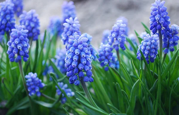 Ilık Bir Bahar Gününde Açan Muscari Nin Parlak Mavi Kızıl — Stok fotoğraf