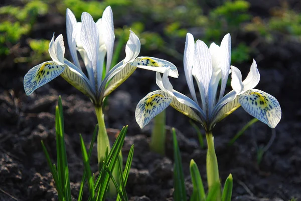 Bir Bahar Çiçek Tarhının Iridodisyum Dekoratif Parlak Çiçekleri — Stok fotoğraf