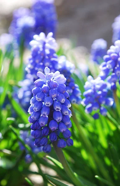 Ilık Bir Bahar Gününde Açan Muscari Nin Parlak Mavi Kızıl — Stok fotoğraf