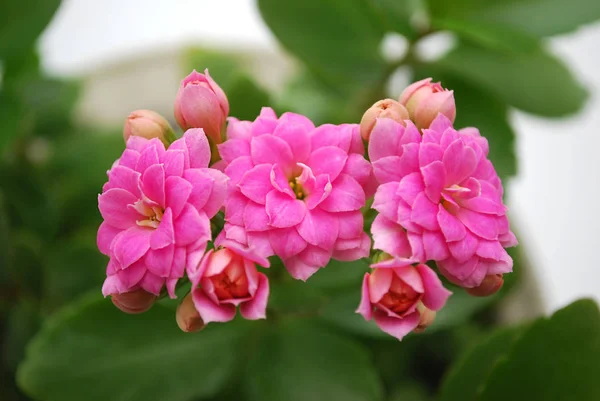 Flores Rosa Brilhante Terry Kalanchoe — Fotografia de Stock