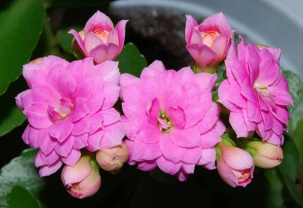 Flores Rosa Brilhante Terry Kalanchoe — Fotografia de Stock