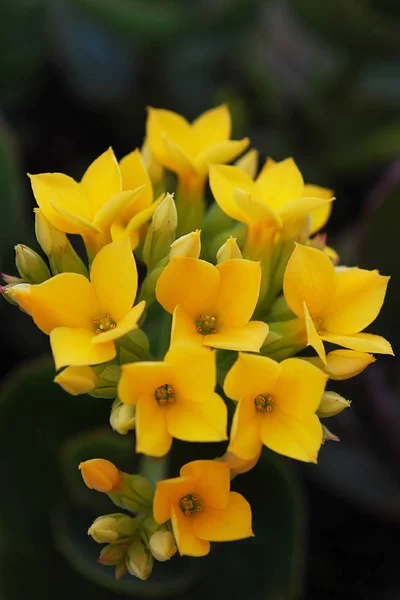 Flores Color Amarillo Brillante Rizo Kalanchoe — Foto de Stock