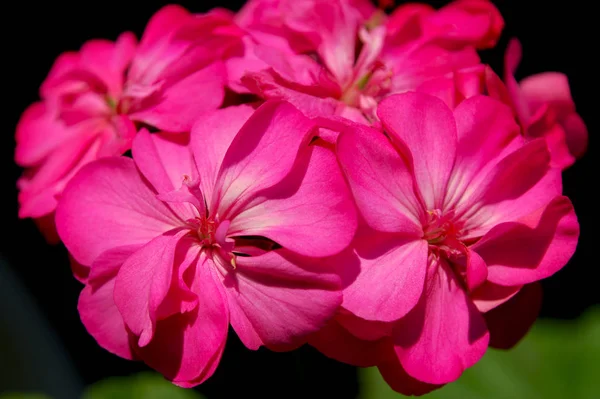 Hermosa Inflorescencia Flores Pelargonio Rosa Brillante — Foto de Stock