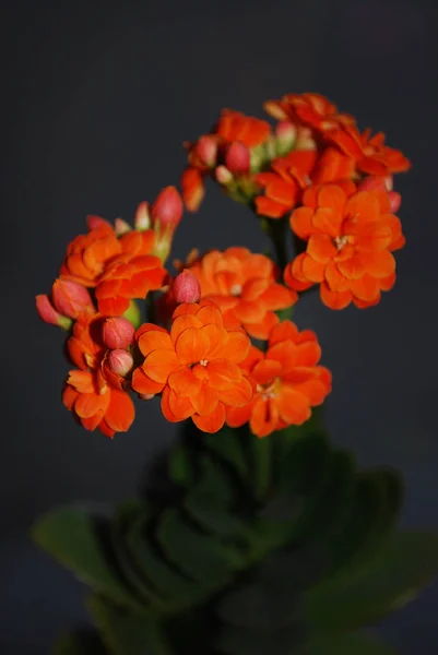 Fleurs Orange Vif Éponge Kalanchoe — Photo