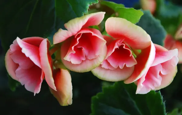 Beautiful Flowers Bright Pink Begonia Green Leaves — Stock Photo, Image