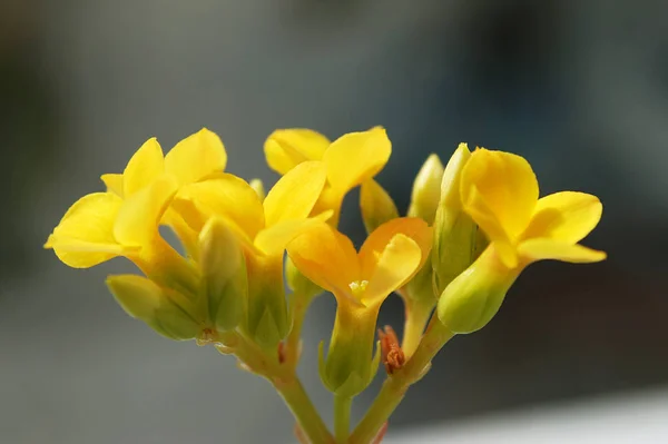 Bright Yellow Flowers Terry Kalanchoe — Stok fotoğraf