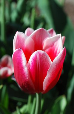 parlak iki renkli laleler bir bahar çiçeği yatağının dekoratif süslemesi