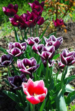 Parlak laleler bahar çiçeklerinin dekoratif süslemeleri.