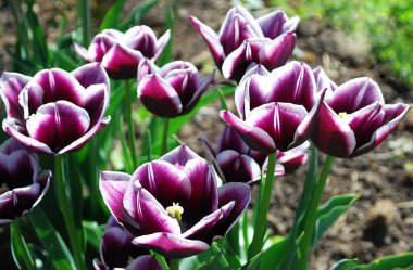 parlak iki renkli laleler bir bahar çiçeği yatağının dekoratif süslemesi