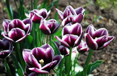 parlak iki renkli laleler bir bahar çiçeği yatağının dekoratif süslemesi