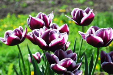 parlak iki renkli laleler bir bahar çiçeği yatağının dekoratif süslemesi