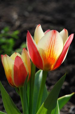 parlak iki renkli laleler bir bahar çiçeği yatağının dekoratif süslemesi