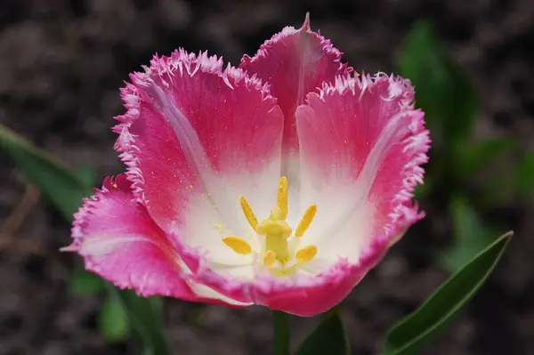 春の花壇の鮮やかな2色のチューリップの装飾 — ストック写真