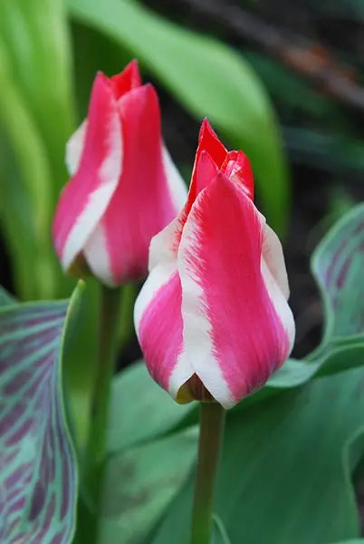 Bright Two Color Tulips Decorative Decoration Spring Flower Bed — Stock Photo, Image