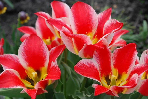 Tulipani Due Colori Lucenti Decorazione Decorativa Aiuola Primavera — Foto Stock