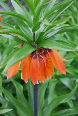Hazel orman tavuğu. Bir bahar çiçekliğinin parlak imparatorluk süslemesi.
