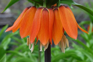 Hazel orman tavuğu. Bir bahar çiçekliğinin parlak imparatorluk süslemesi.