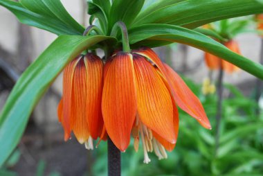 Hazel orman tavuğu. Bir bahar çiçekliğinin parlak imparatorluk süslemesi.