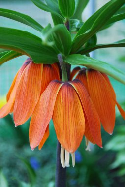 Hazel orman tavuğu. Bir bahar çiçekliğinin parlak imparatorluk süslemesi.
