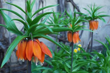 Hazel orman tavuğu. Bir bahar çiçekliğinin parlak imparatorluk süslemesi.
