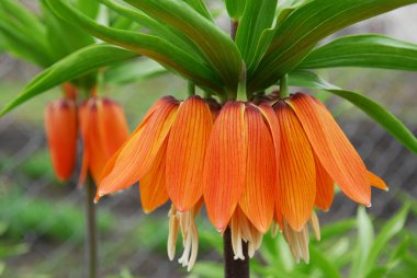 Hazel orman tavuğu. Bir bahar çiçekliğinin parlak imparatorluk süslemesi.