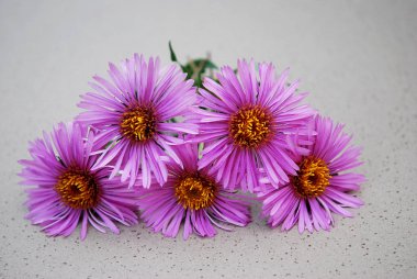decorative pink aster decoration for gray background