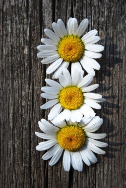 decorative daisies decoration for gray background