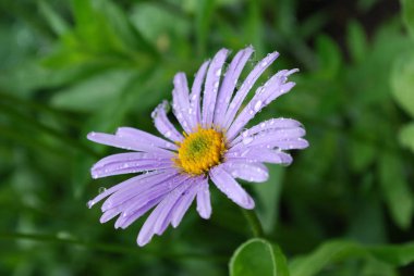 decorative blue daisies decoration of a summer flower bed