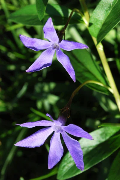 Flores Azul Brilhante Periwinkle Entre Folhagem Verde — Fotografia de Stock