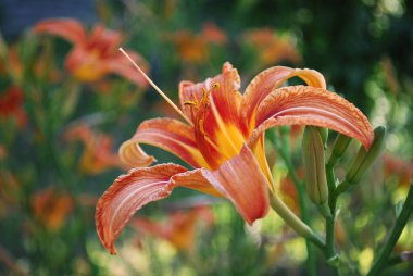 Parlak turuncu zambaklar bahçeyi güzelce süslüyor.