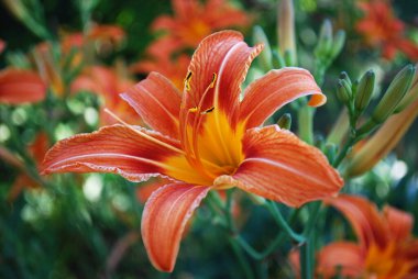 Parlak turuncu zambaklar bahçeyi güzelce süslüyor.