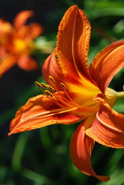 Parlak turuncu zambaklar bahçeyi güzelce süslüyor.