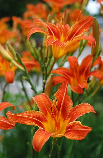 Lirios Color Naranja Brillante Bellamente Decorar Jardín — Foto de Stock