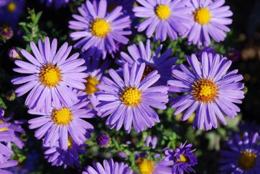 Küçük leylak tası bahçeyi güzelce süslüyor.