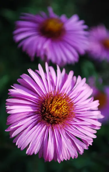 Small Pink Asters Beautifully Decorate Garden — Stock Photo, Image