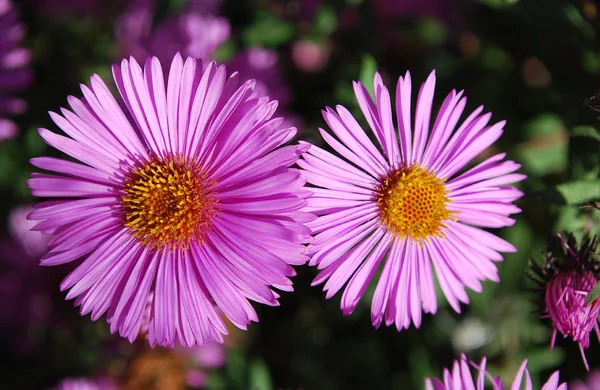 Small Pink Asters Beautifully Decorate Garden — Stock Photo, Image