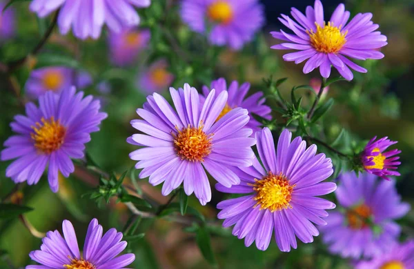 Small Lilac Asters Beautifully Decorate Garden — Stock Photo, Image
