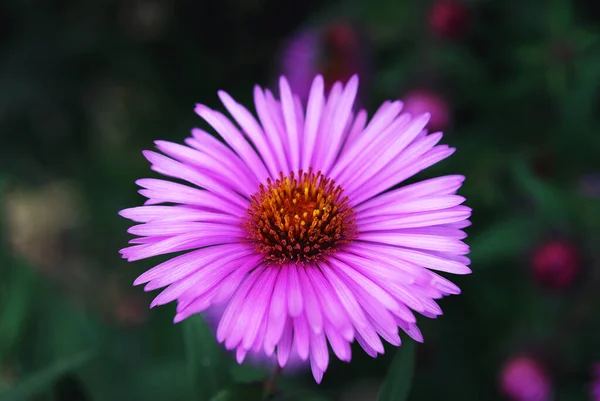 粉红的小衬垫装饰着花园 — 图库照片