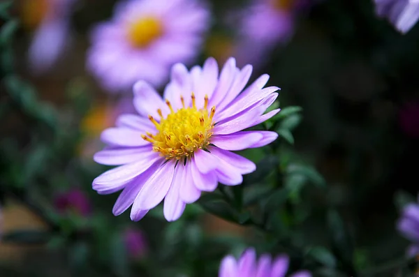 Small Lilac Asters Beautifully Decorate Garden — Stock Photo, Image