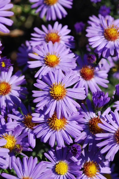 漂亮的小紫丁香装饰着花园 免版税图库图片