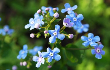 Narin mavi Myosotis çanları bir yaz çiçeği yatağını süslüyor.