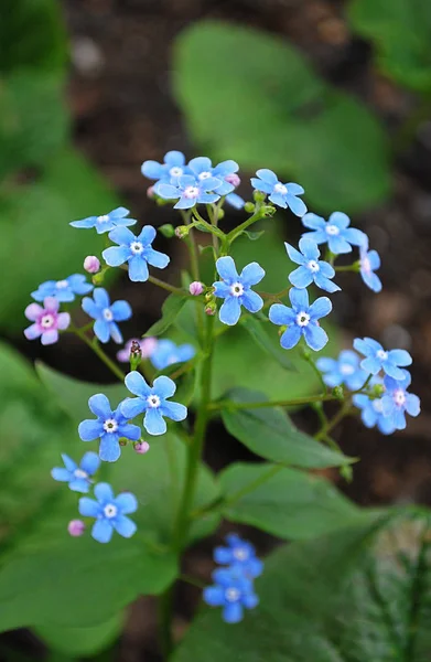 Finom Kék Myosotis Harangok Díszítő Nyári Virágágyás — Stock Fotó