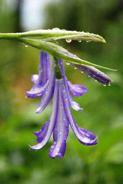 Zarte Blaue Glocken Schmücken Ein Sommerliches Blumenbeet — Stockfoto